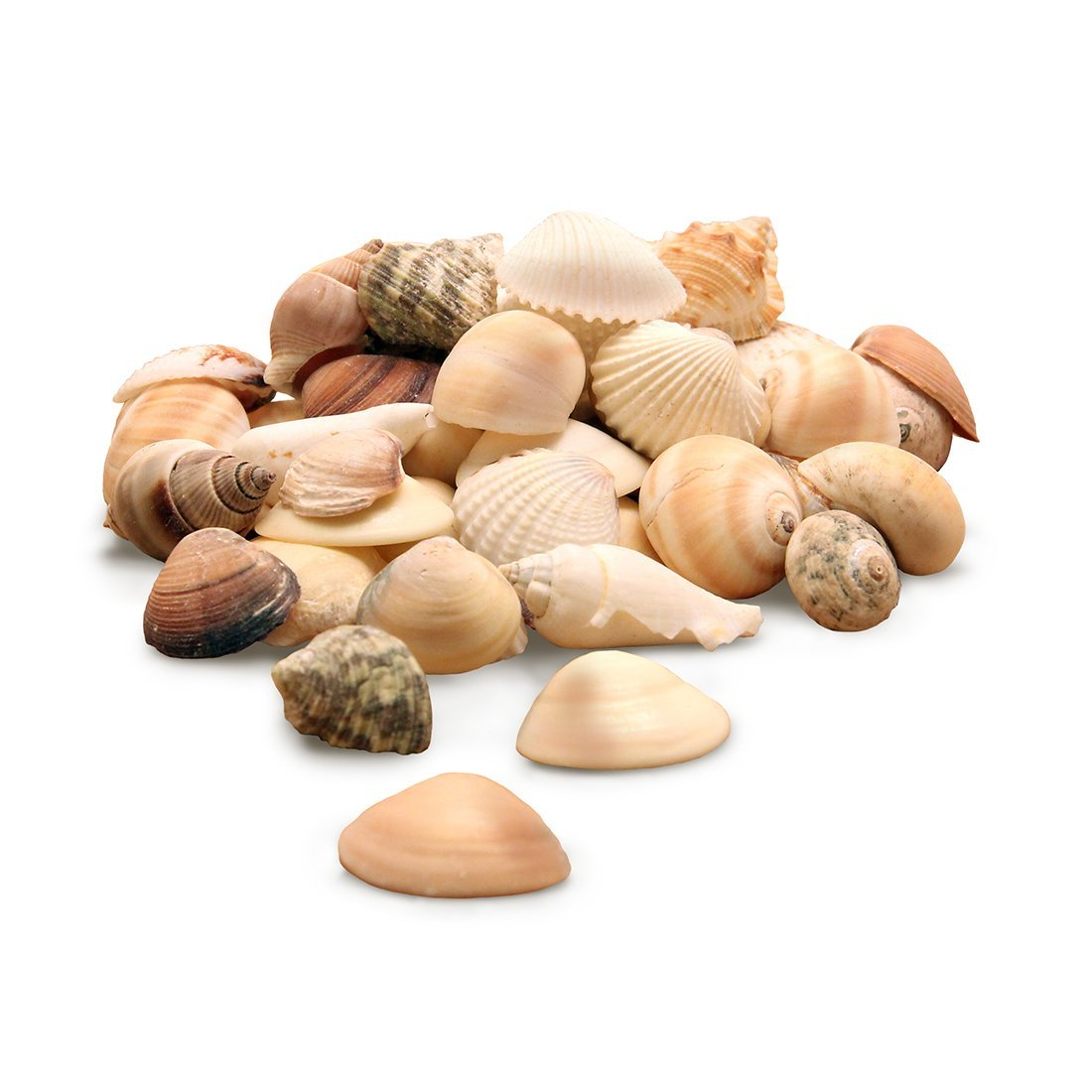 Sea Shells-5 Oz