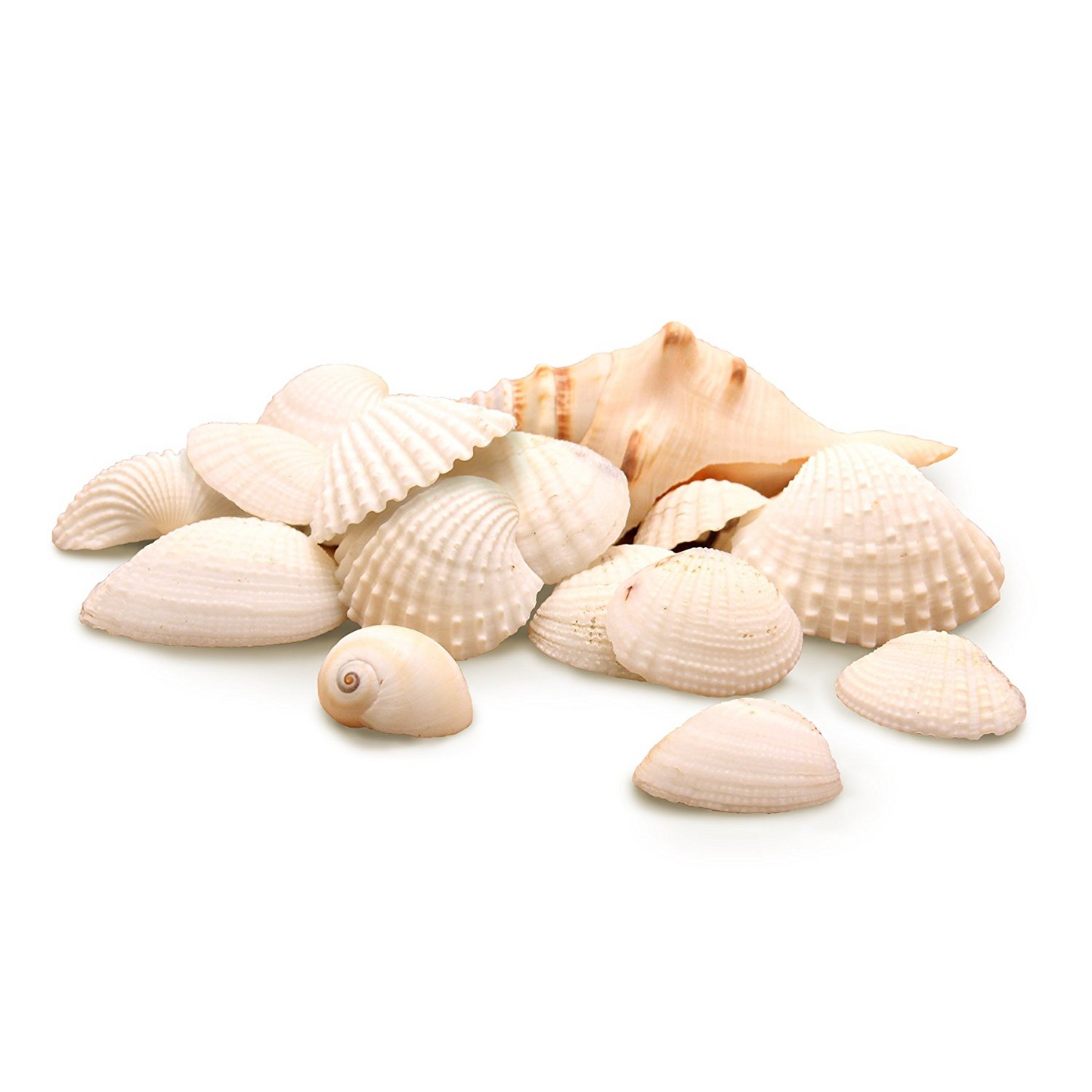 Sea Shells-5 Oz